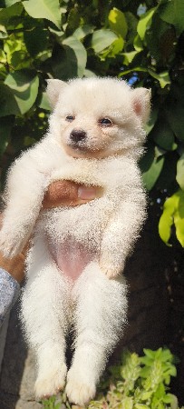 0 size Pamolian female