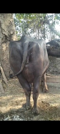 थंबनेल 2