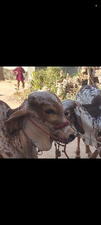 थंबनेल 3