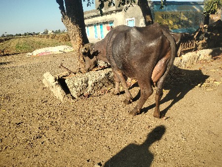 थंबनेल 3