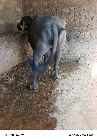 ધાભણ ભૅચ વૅચવાની છૅ.