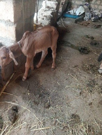 थंबनेल 2