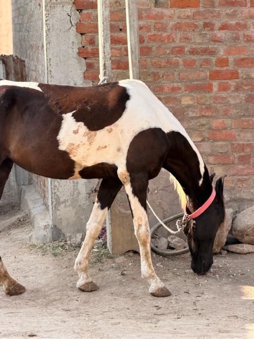 थंबनेल 2