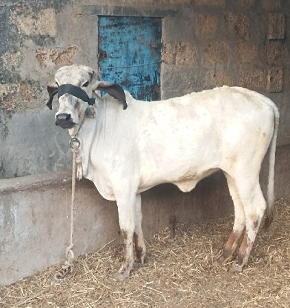 વાંસળી વેચવાની છે