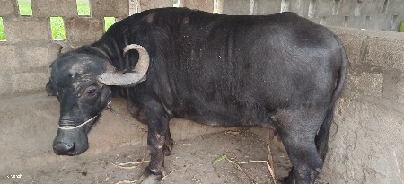 3 જુ વેતર વિયાસે