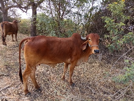 ગાય વેચવાની છે