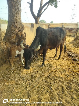 थंबनेल 2