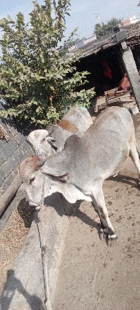 थंबनेल 3