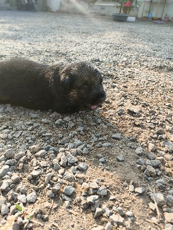 थंबनेल 2