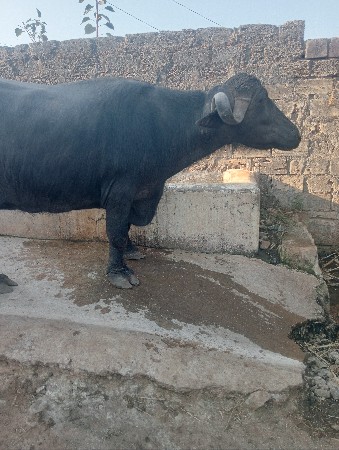 थंबनेल 2