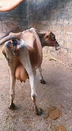 hf ક્રોસ બે ગાયો