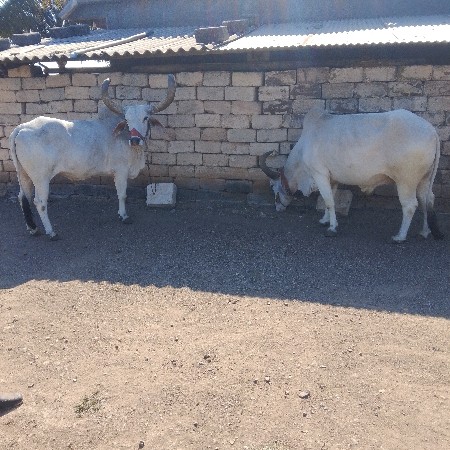 थंबनेल 3