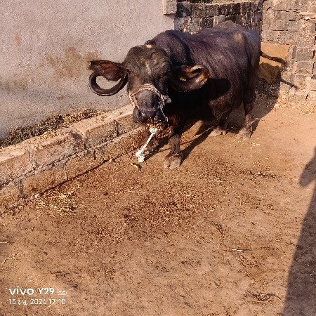 थंबनेल 3