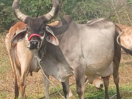 थंबनेल 3