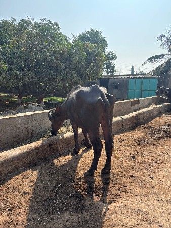 थंबनेल 3