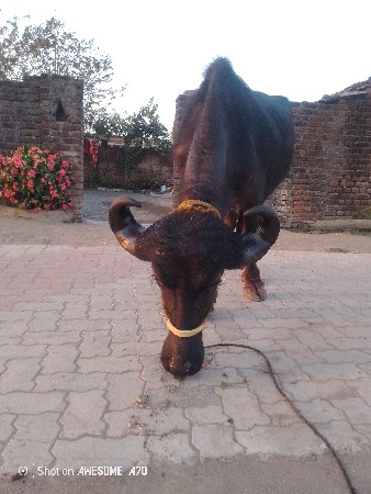 थंबनेल 2