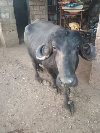 थंबनेल 2