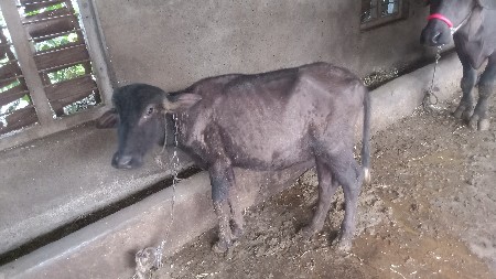 થંબનેલ 2