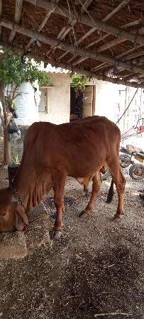 थंबनेल 3