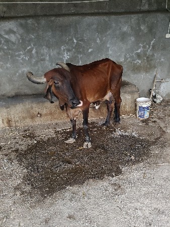 દેશી ગાય વેચવાની છે
