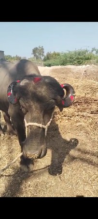 थंबनेल 2