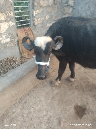 પેલ વેતરી ખડેલી