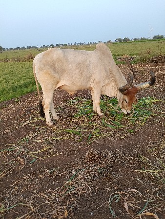 થંબનેલ 2