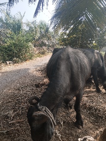 લખમણભાઇ