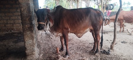 थंबनेल 3