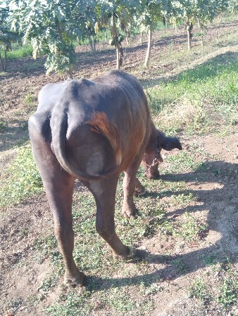 ખડેલી ગાભણ સે,(3 મહિના)