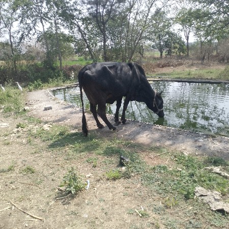 aa gir krros gay vechvani se