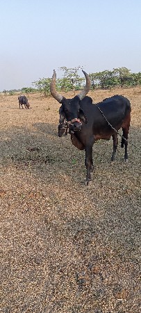 બળદ વેચવાનો છે