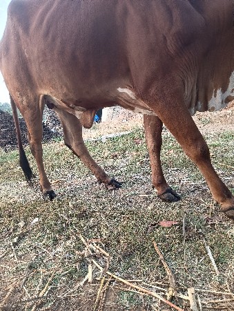 થંબનેલ 2