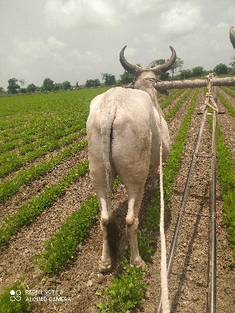 ગોઢલો વેશવા નો છે
