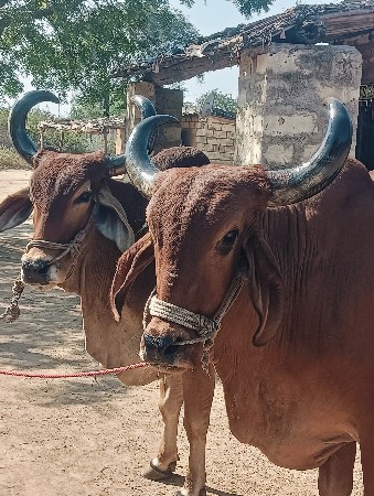 બરધ વેસવાના છે