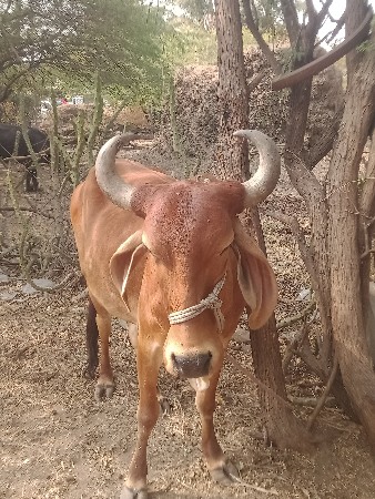 ગાય વેચવાની છે