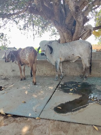 થંબનેલ 2