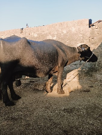 थंबनेल 3