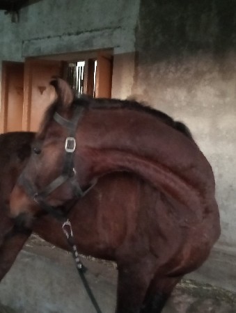 ઘોડો વેચવાનો સે સાટા પણ હાલે