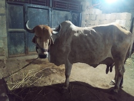 gir gay vechavani che