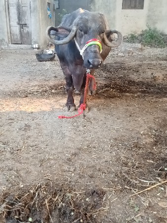 વેતર માં 3