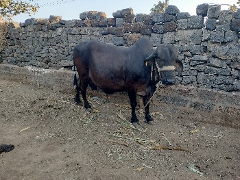 ગાય વેશવાની છે