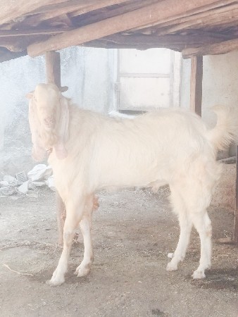 Gulabi bakro vechvano che.