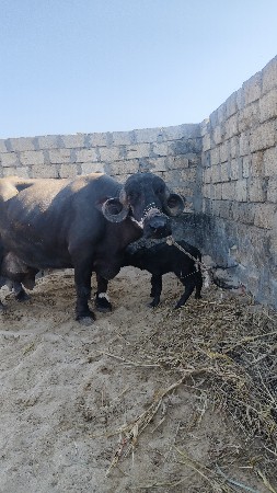 ભેંસ વેચવા છે