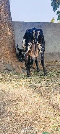 ગીર ક્રોસ ગાય વેચવાની છે