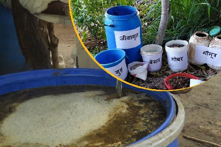 જીવા મૃત  (100%  Quality મળશે.)