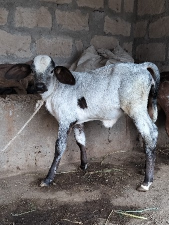 थंबनेल 2