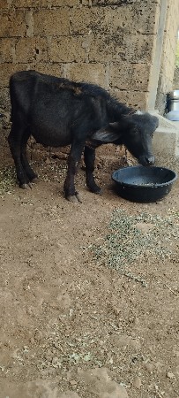 थंबनेल 3