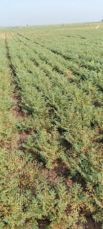 સાડા 8વિધા