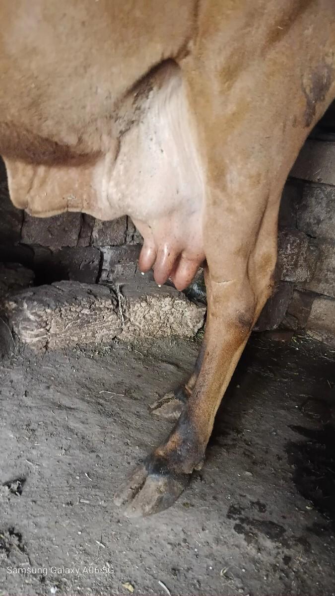 थंबनेल 3